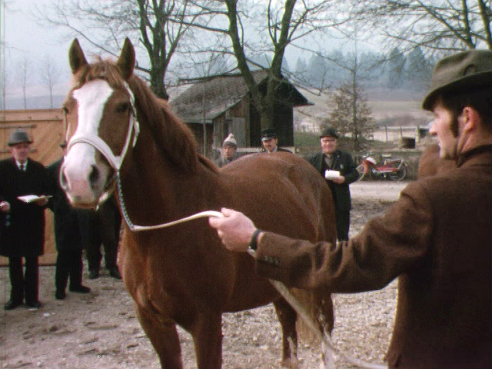 Concours et vente de chevaux à Corgémont [RTS]