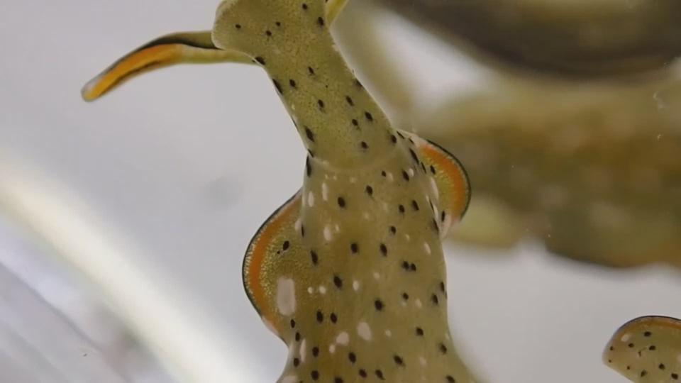 Le nudibranche Elysia marginata fait repousser tout son corps