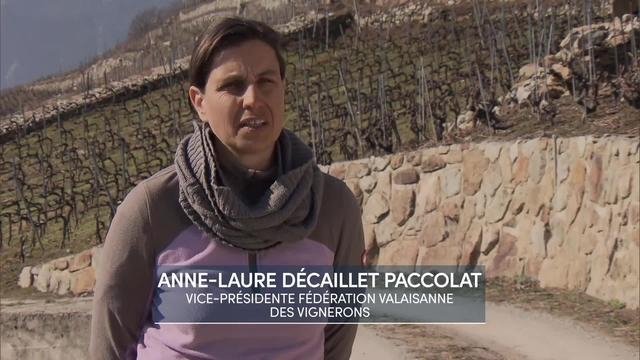 Entretien avec Anne-Laure Décaillet Paccolat, co-présidente de la Fédération valaisanne des vignerons