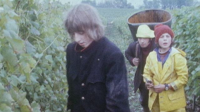 Vacances de vendanges