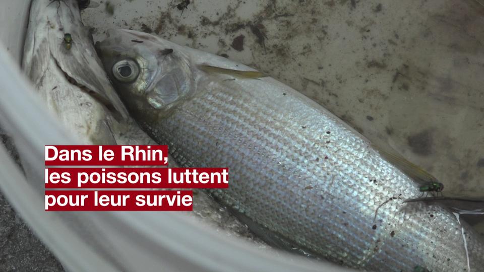 Les poissons du Rhin souffrent de la chaleur, l'eau a depassé les 26°C