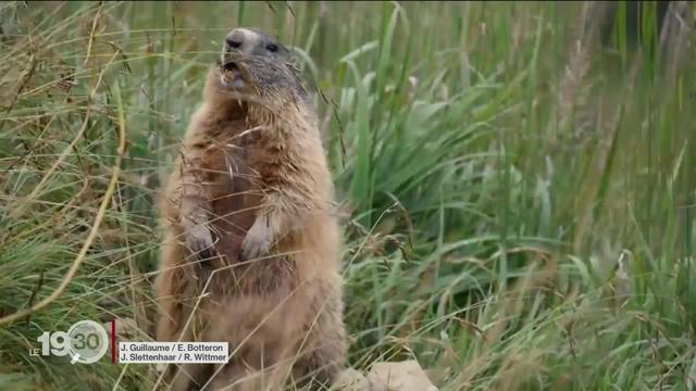 Symbole de nos Alpes, les marmottes parlent des dialectes différents d'une vallée à l'autre. Reportage