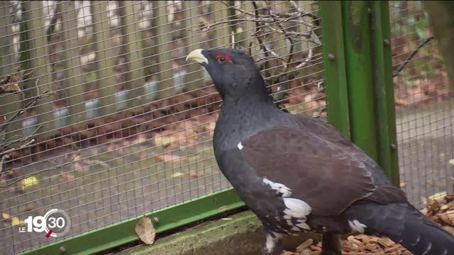 Espèce emblématique de l’Arc jurassien, le Grand Tétras a disparu des forêts neuchâteloises