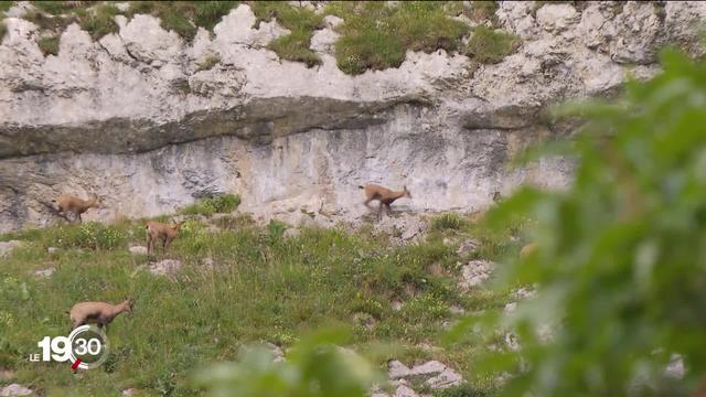 Le chamois au centre d’une étude génétique pour connaître son comportement face aux changements climatiques. Reportage