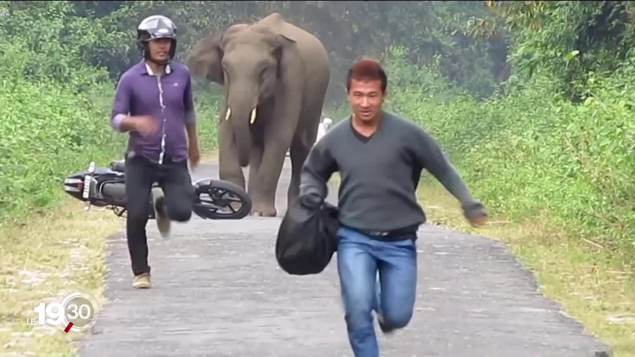 En Inde, des éléphants sauvages privés de leur territoire se déplacent vers les zones habitées. La cohabitation tourne mal.