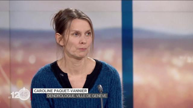 La ville de Genève souhaite redonner de la liberté à 900 arbres en ne les taillant plus. Explications de Caroline Paquet-Vannier, dendrologue.