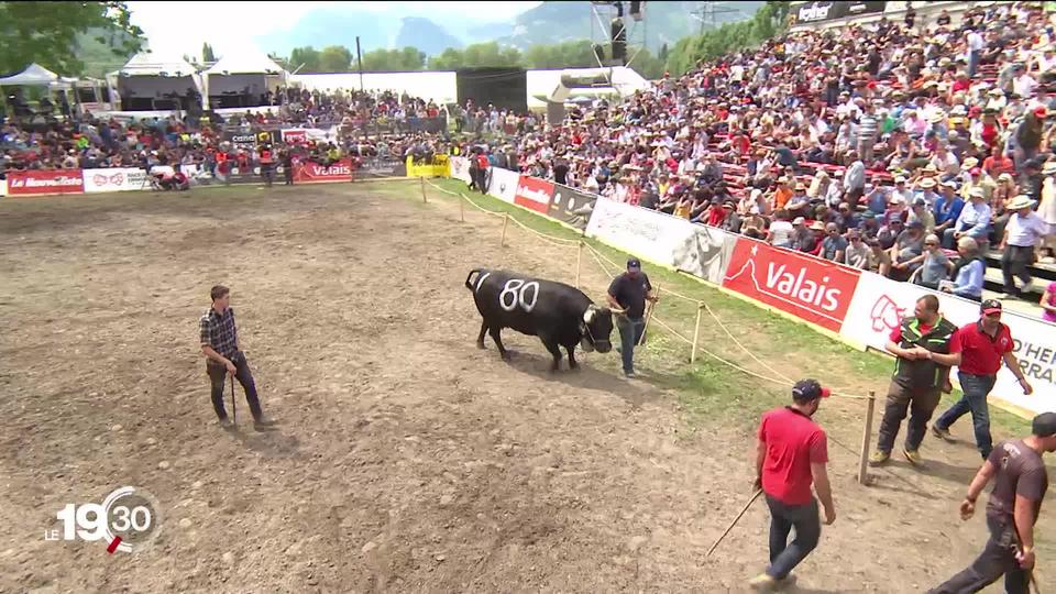 La tradition de la finale du combat des reines d’Hérens a fait son grand retour ce dimanche à Aproz (VS)