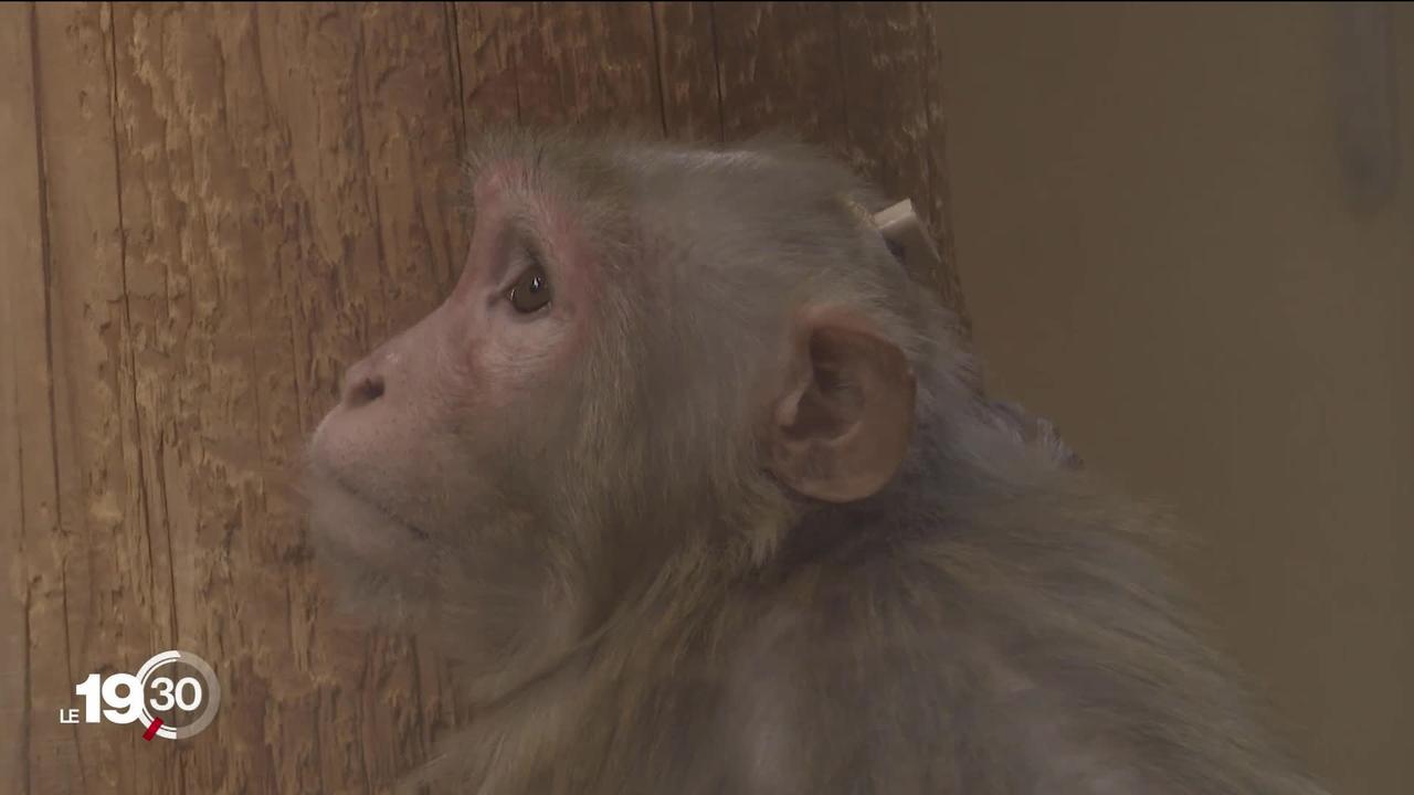 En marge de la votation sur l'expérimentation animale, visite d'un laboratoire qui utilise des primates pour la recherche