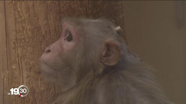 En marge de la votation sur l'expérimentation animale, visite d'un laboratoire qui utilise des primates pour la recherche