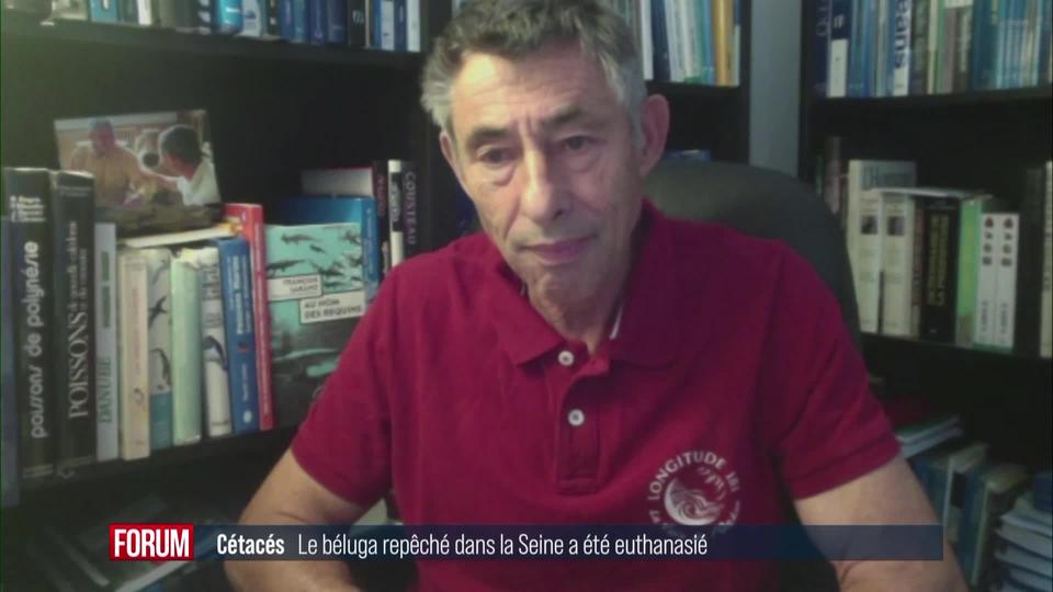 Le béluga perdu dans la Seine a dû être euthanasié (vidéo)