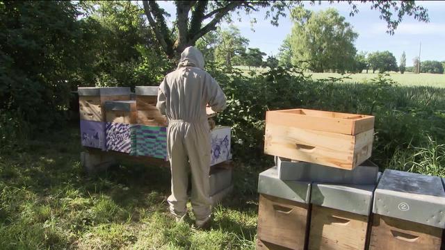 Rude compétition chez les abeilles