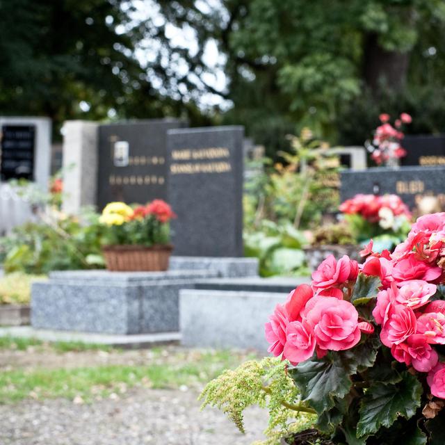 Bégonia rose sur une pierre tombale [Depositphotos - Timbrk]