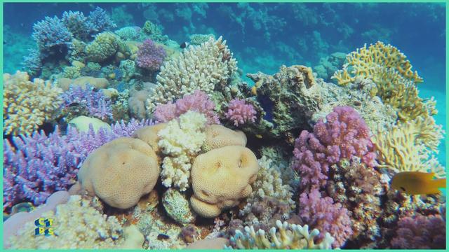 Saison 3 (11-22) - Sauvons les coraux