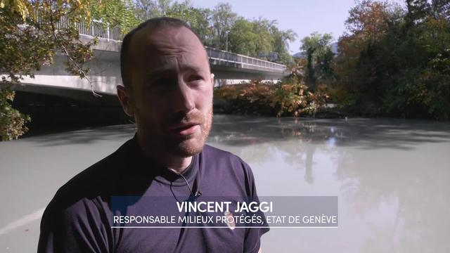 À Genève, des castors se sont installés à deux pas de la ville