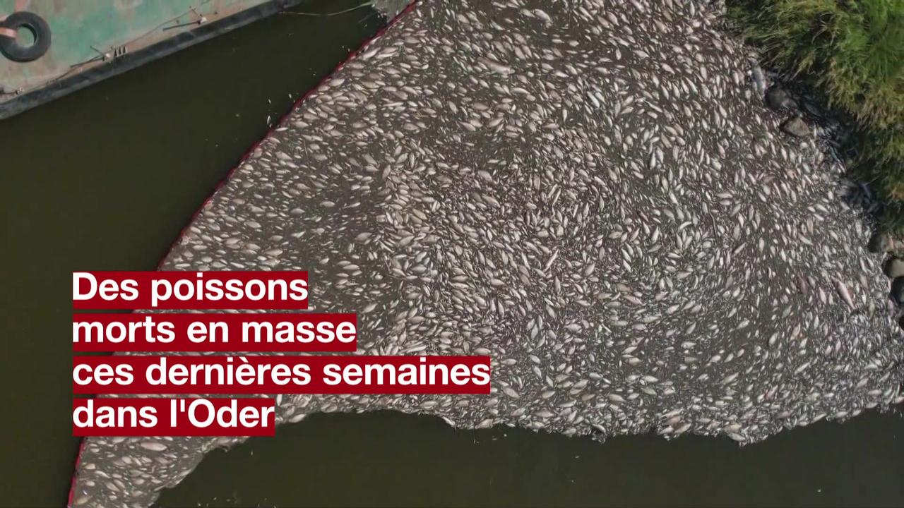 Environ 300 tonnes de poissons morts ont été extraits de l'Oder