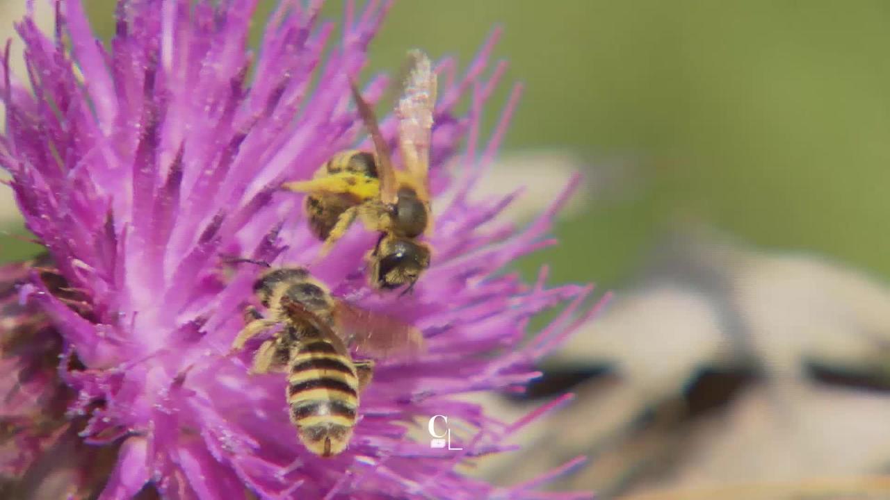 Série insectes: sauver les abeilles sauvages