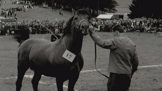 Le cheval des Franches-Montagnes