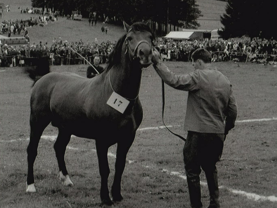 Le cheval des Franches-Montagnes