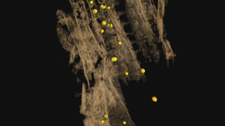 Paddlefish with impact spherules