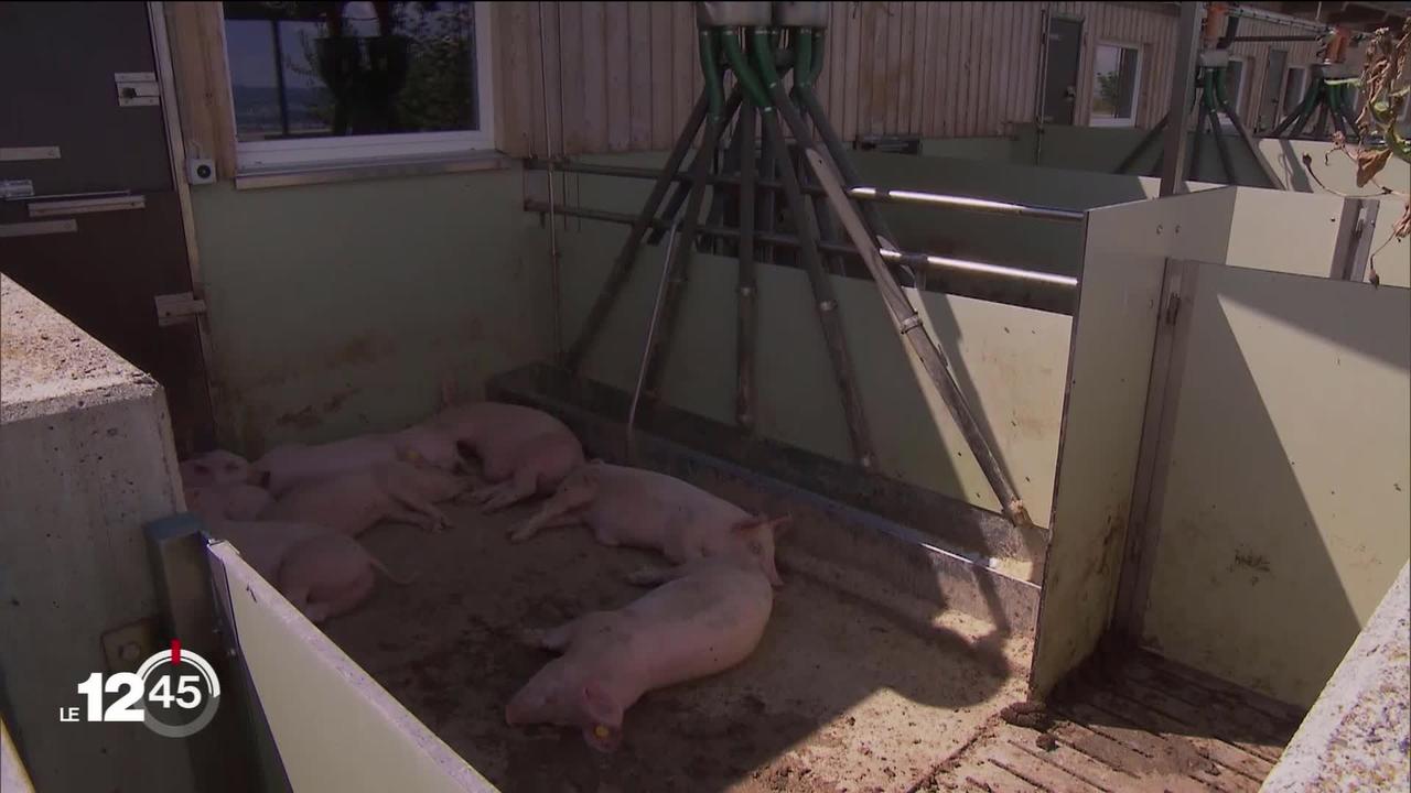 La production de porc dépasse fortement la demande cet été en Suisse, tirant le prix à des niveaux historiquement bas.