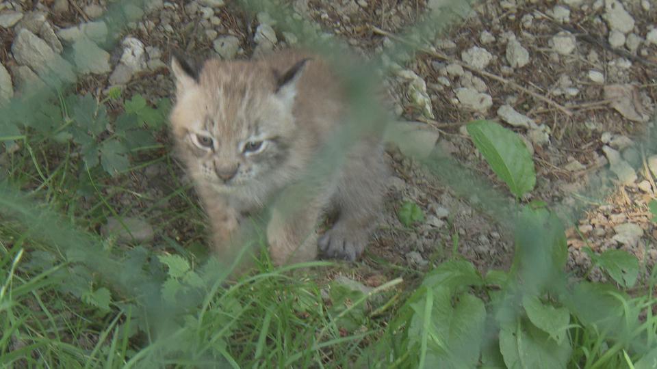 Un, deux, trois bébés lynx sont nés au Zoo de Servion