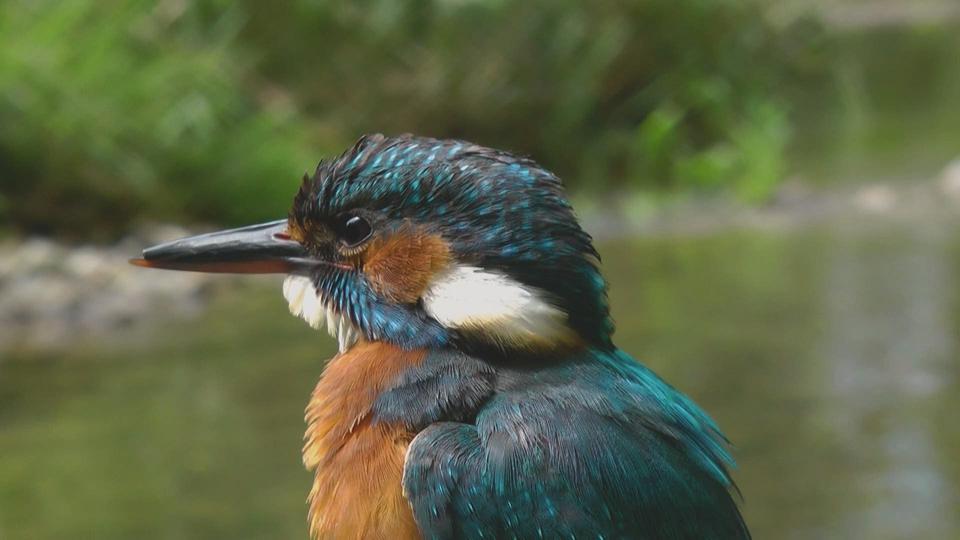 Entre ciel et terre, le monde des oiseaux