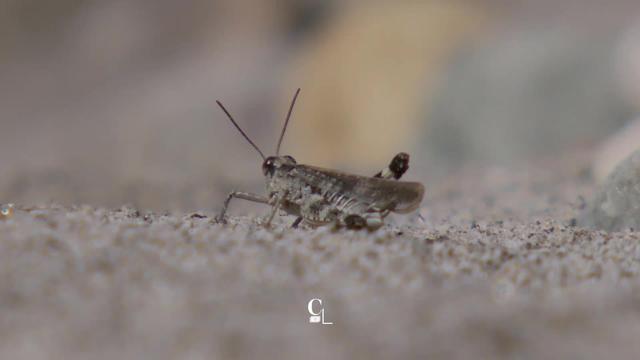 Le criquet des sables est le seul insecte à avoir été réintroduit par l’homme en Suisse