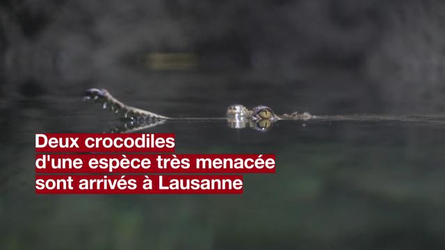 Une espèce de crocodile menacée mise en exposition en Suisse pour la première fois