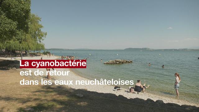 La cyanobactérie refait surface à Neuchâtel