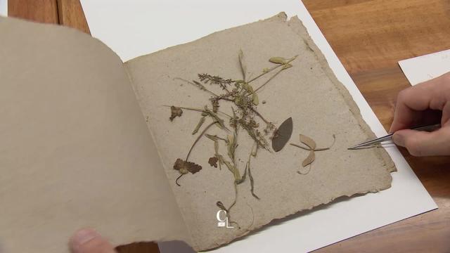 Le dernier herbier de l'écrivain Jean-Jacques Rousseau livre ses secrets aux chercheurs.