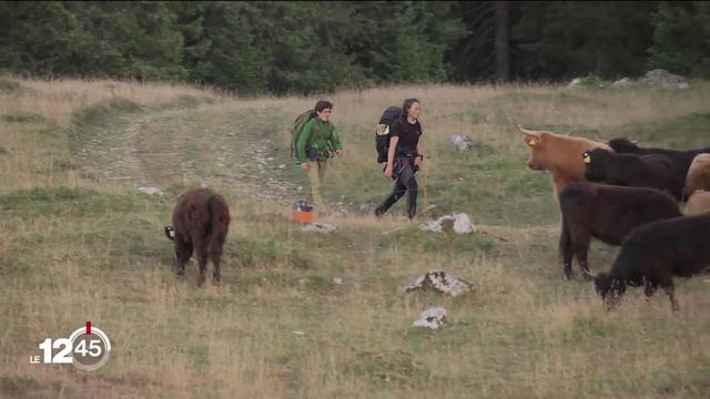 Des bénévoles surveillent les troupeaux de bovins menacés par le loup dans le Jura vaudois