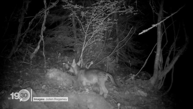 Une meute de loups s'invite dans un village de la l'Orient (VD), des veaux sauvés in extremis