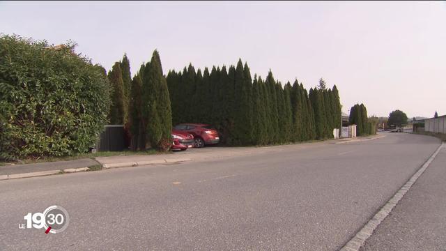 Symbole des quartiers de villas, les thuyas n’ont plus la côte. Ils acidifient les sols et compromettent la biodiversité.