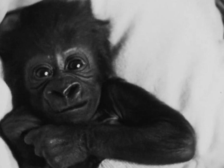 Un bébé gorille nommé Goma