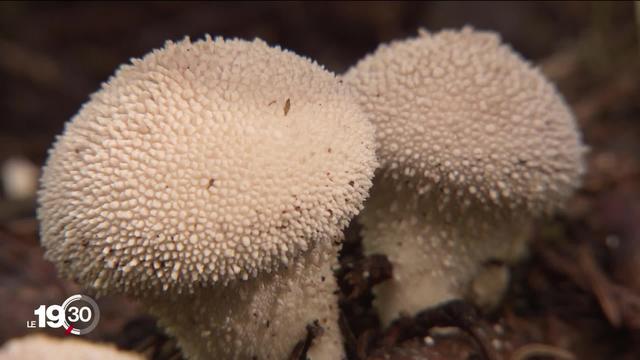 La pluie de ces derniers jours fait surgir une myriade de champignons