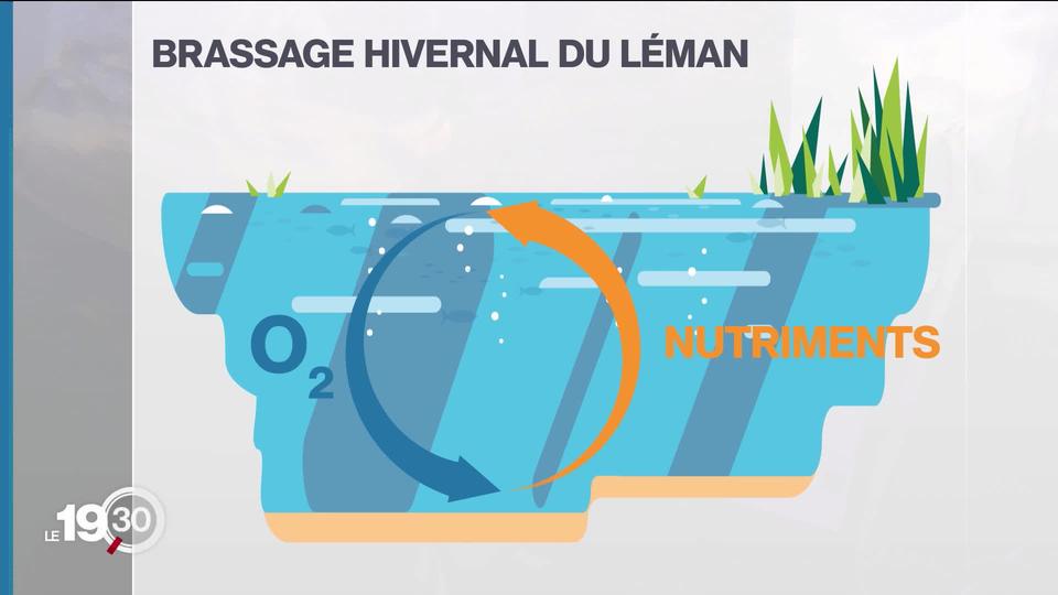 Pour la dixième année consécutive, les eaux du lac Léman n'ont pas été entièrement brassées