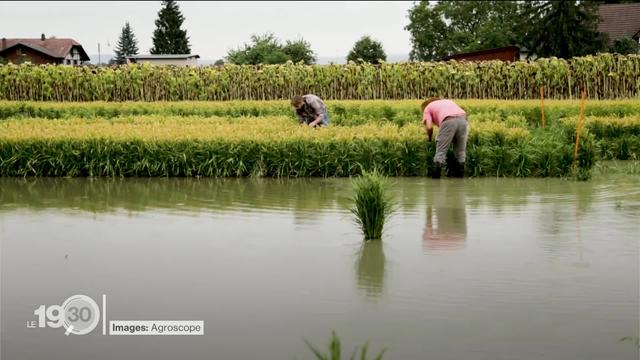 La culture du riz commence à se développer en Suisse romande. C'est une des conséquence du réchauffement climatique