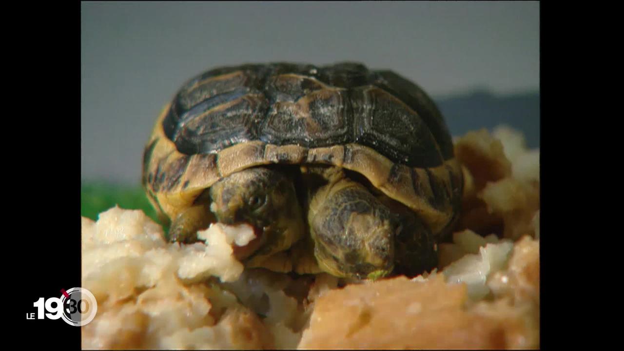 La tortue bicéphale Janus fête ses 25 ans