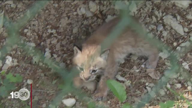 Trois lynx boréaux ont vu le jour au zoo de Servion, dans le canton de Vaud. Reportage