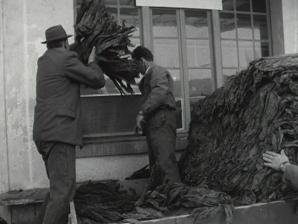 Le tabac indigène