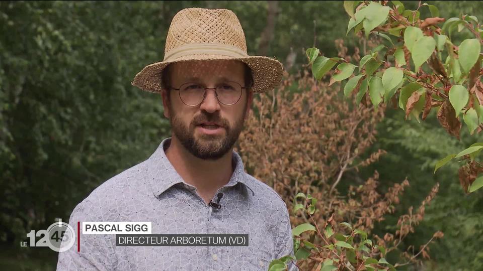 Arboretum: la collection d'arbres en péril