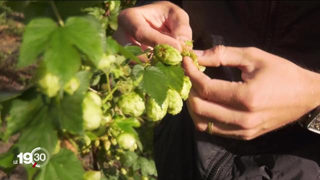 Du houblon ou du chèvrefeuille à la place de la vigne, des viticulteurs font le pari de la diversification