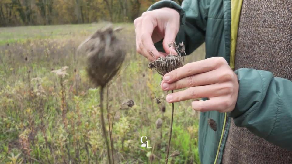 Des plantes sauvages suisses permettent la préparation d'un thé chai sans épices importées