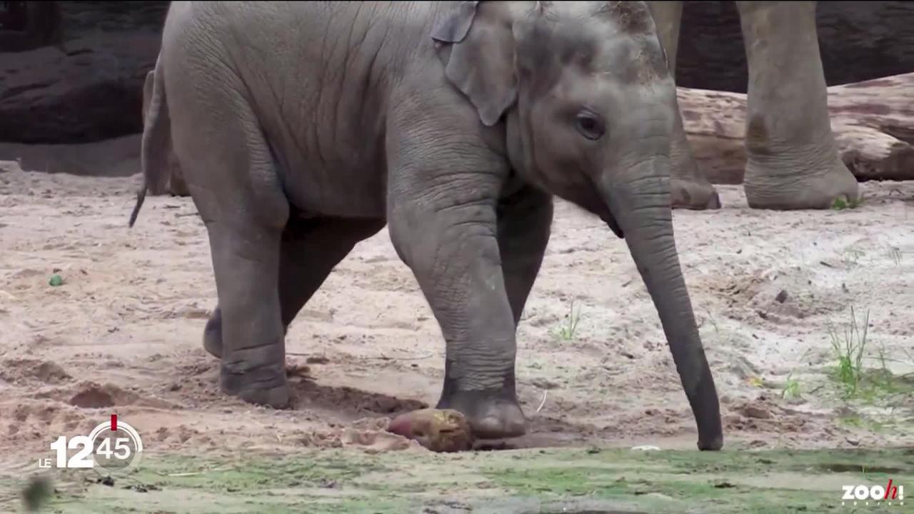 Deux éléphants ont trouvé la mort en moins de deux semaines au zoo de Zurich. Ils ont été infectés par le virus herpès