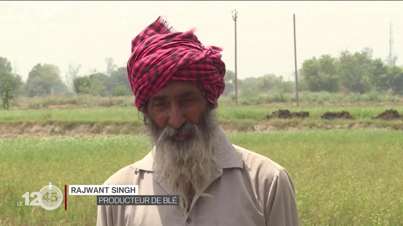 Deuxième producteur de blé au monde, l'Inde interdit ses exportations pour faire face à des chaleurs records