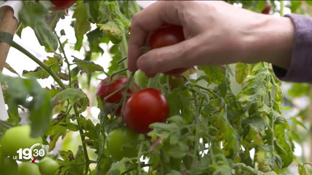 Pour réduire sa dépendance en matière agricole, le Royaume-Uni fait le pari des OGM de nouvelle génération