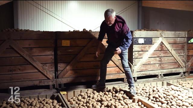 Face aux mauvaises récoltes de pommes de terre, l'association Swisspatat recherche de nouvelles variétés plus robustes