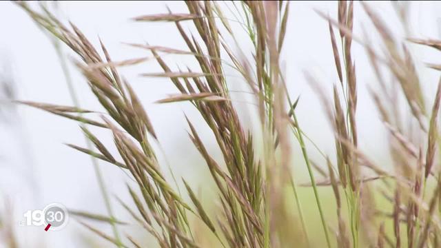 Le pollen des graminées fait le malheur des personnes allergiques, mais favorise la biodiversité