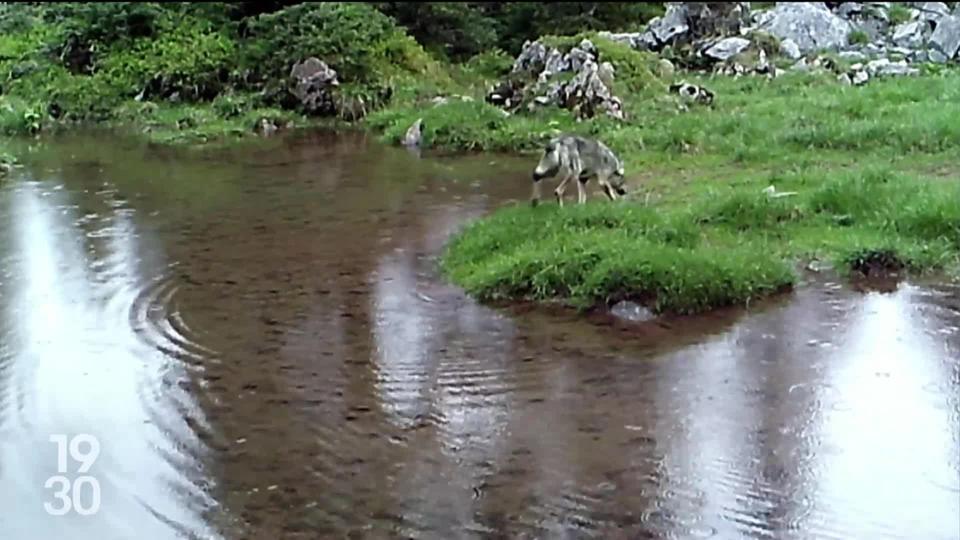 Le Conseil fédéral envisage d'abattre les deux tiers des meutes présentes sur le territoire suisse