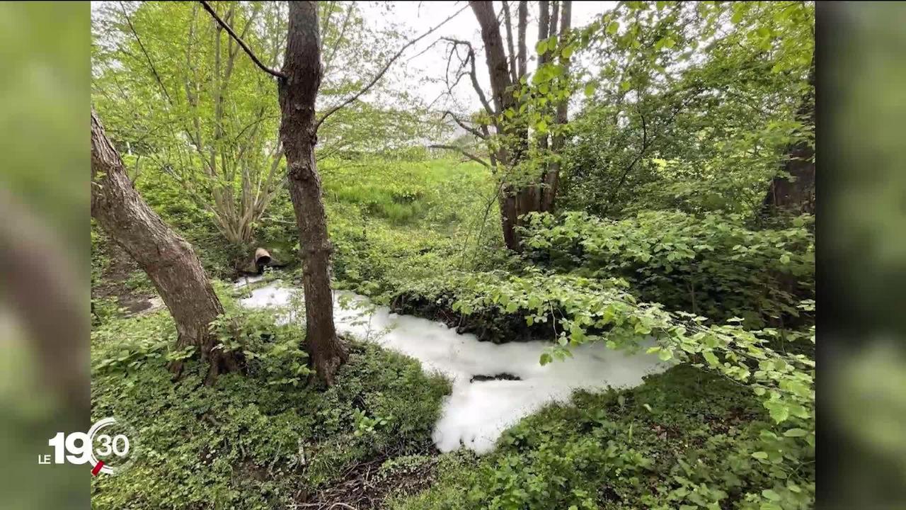 Six cas de pollution ont été détectés dans les ruisseaux fribourgeois depuis le début de l’année, suscitant l’exaspération